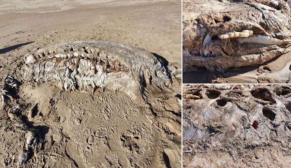 Una misteriosa bestia marina de cuatro toneladas aparece en una playa en Gales, y no es una ballena