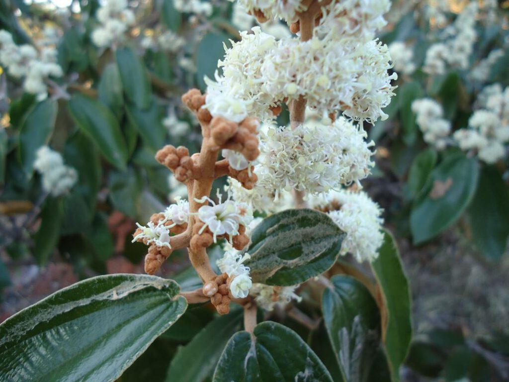 Palitos de canela, una planta milagrosa contra la artrosis, la artritis y el dolor en general