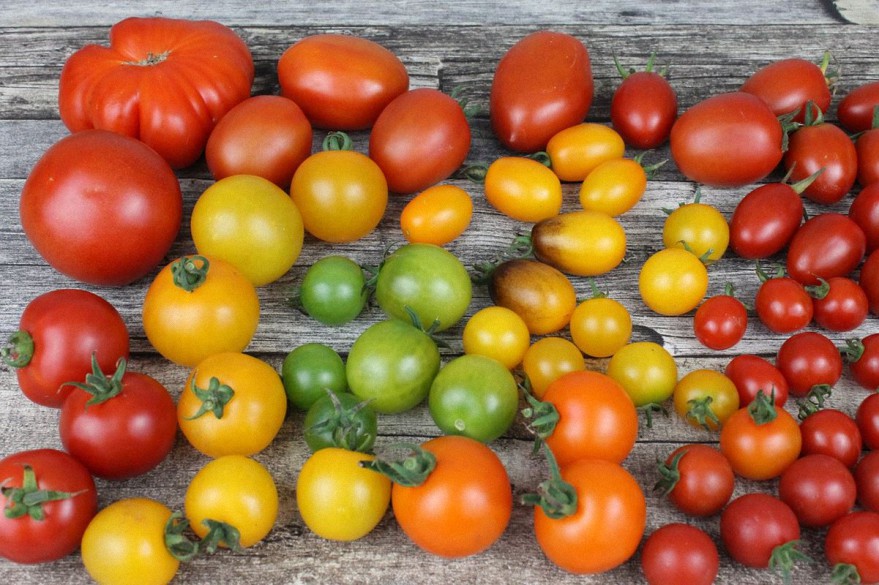 ¿Conocías todos estos beneficios para la salud de los tomates?