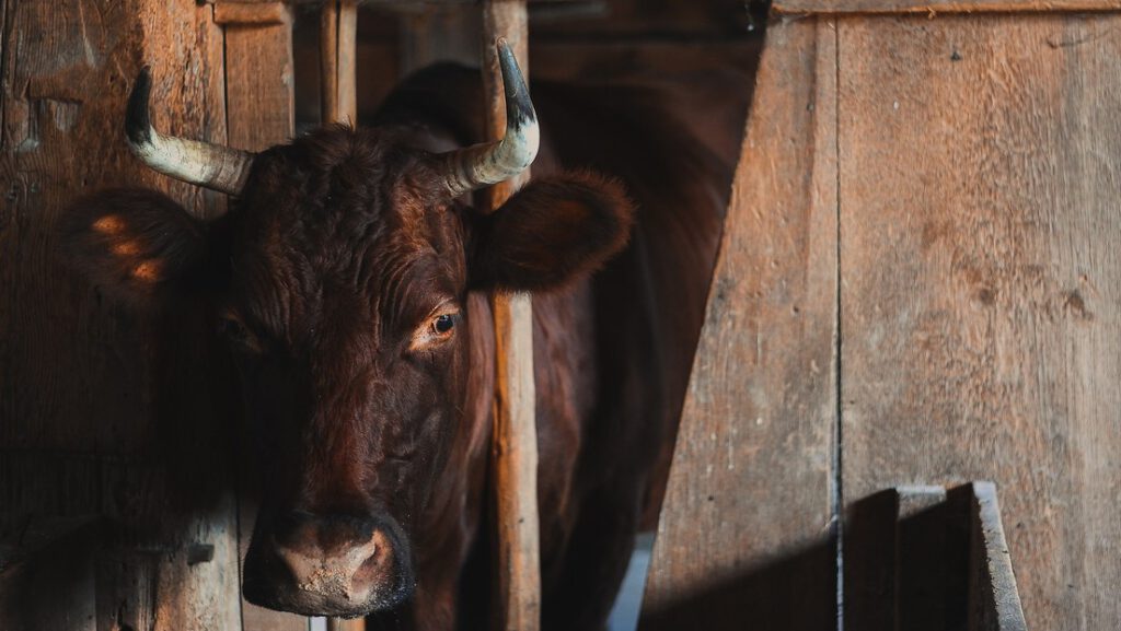 Unas vacas pasan todo el invierno encerradas, las liberan y su reacción no tiene precio