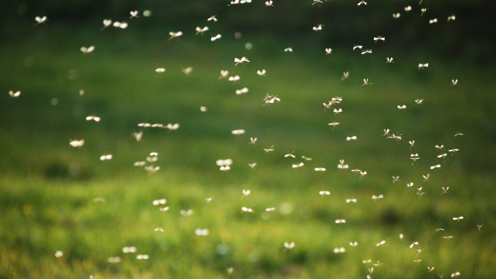 Proyecto para soltar 500 millones de mosquitos transgénicos provoca inquietud entre los residentes de Florida