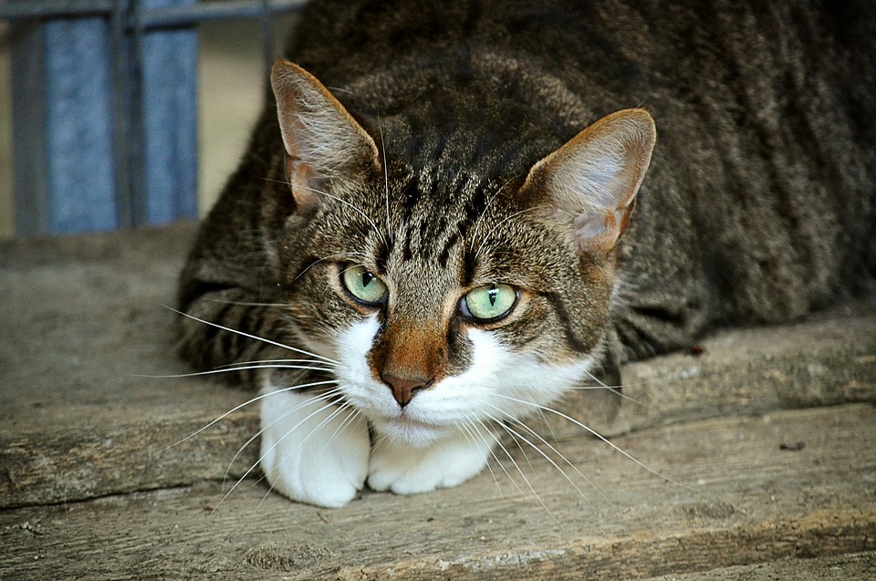 Misión Espiritual del Gato: Protector de tu Hogar y Sanador de Enfermedades