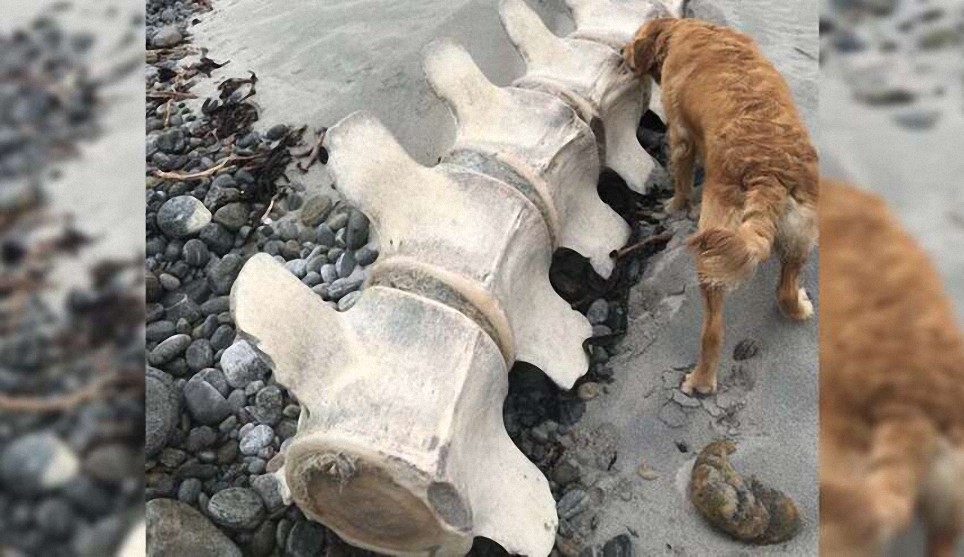 Descubren los restos de una gigantesca y misteriosa criatura en una playa de Escocia