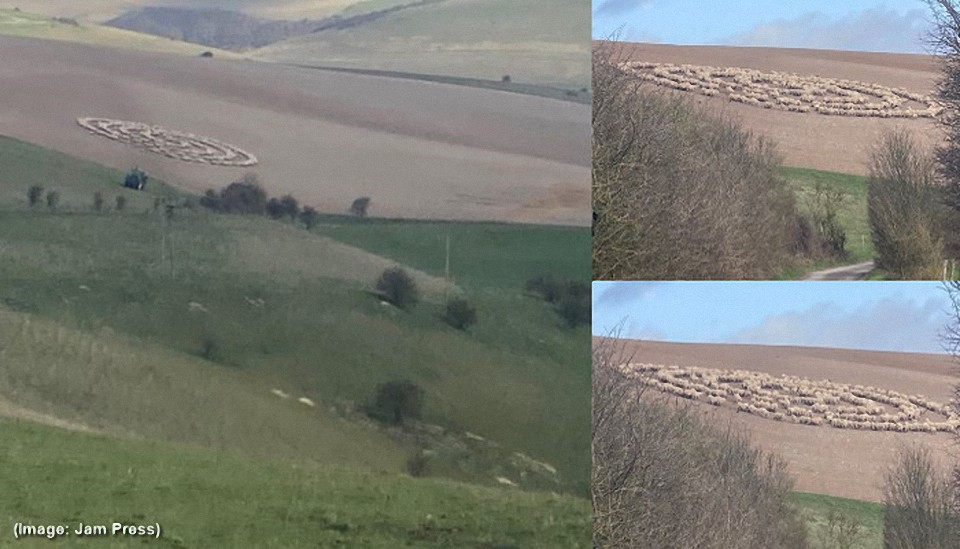 Un ciclista en Inglaterra capta el momento donde ovejas hacen extraña figura en el campo