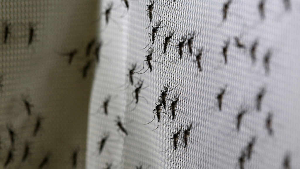 Una empresa respaldada por Bill Gates libera el primer lote de mosquitos ‘autodestructivos’ modificados genéticamente