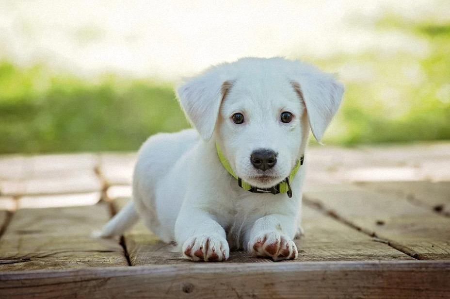 La misión espiritual de los perros ¿Tienes uno en casa?