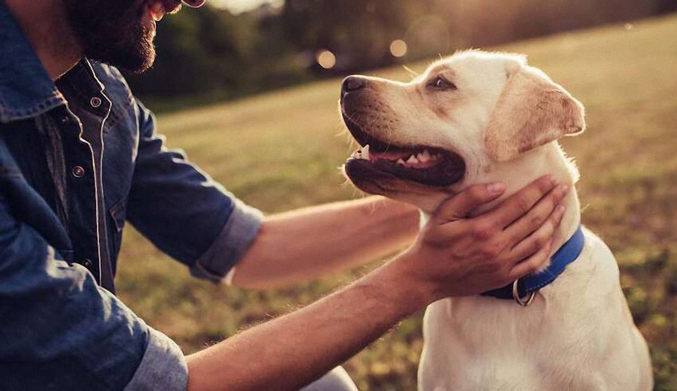 Aprende a comunicarte telepáticamente con tu mascota