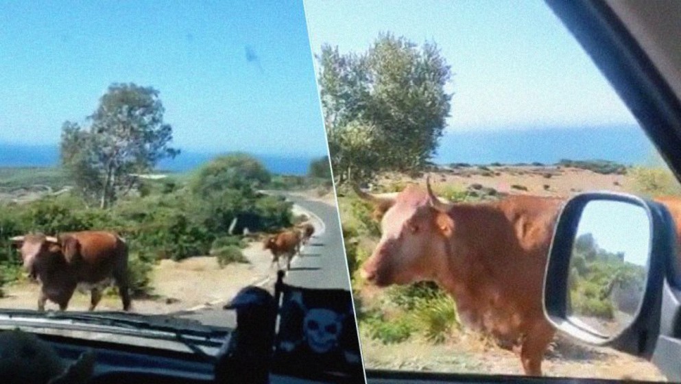 «Perdona, ¿para Bolonia?»: un conductor le pregunta el camino a una vaca y la reacción del animal no tiene precio