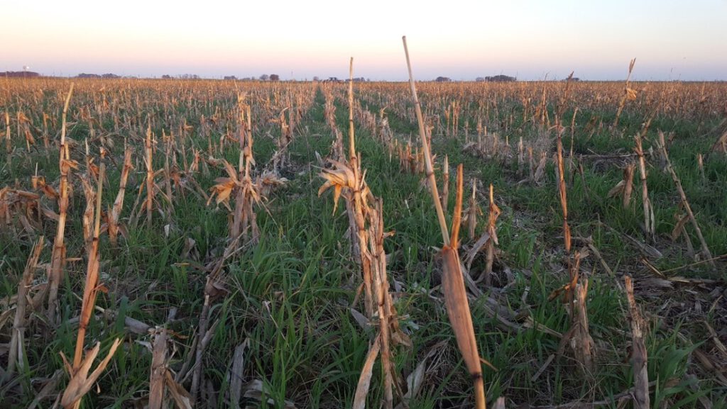 ¿Se puede masificar la producción agroecológica? El caso del terrateniente argentino que eliminó los químicos y redujo sus costos un 60 %