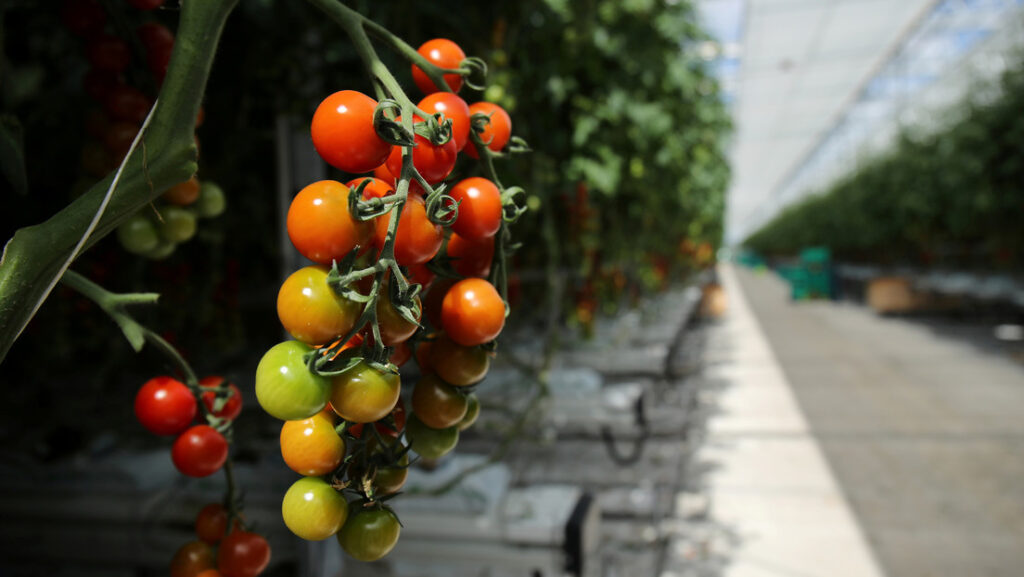 Descubren que los tomates tienen una especie de ‘sistema nervioso’ que advierte a la planta sobre los ataques para que se defienda