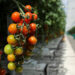 Descubren que los tomates tienen una especie de ‘sistema nervioso’ que advierte a la planta sobre los ataques para que se defienda