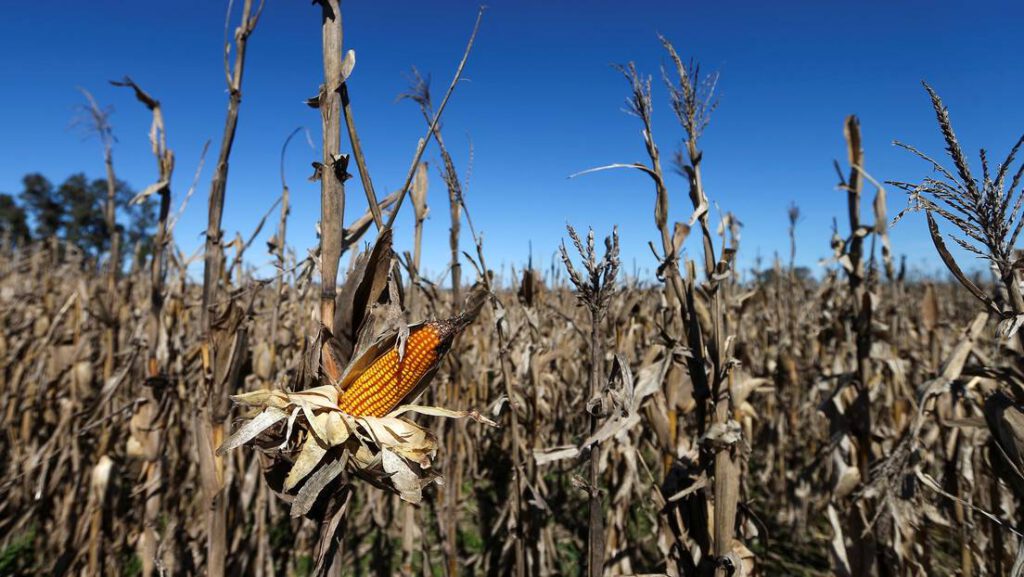 Los precios de los alimentos, en alza ante la pandemia y catástrofes naturales