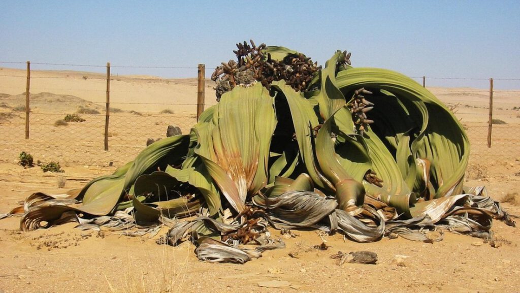 Un estudio explica algunos de los secretos genéticos de una planta «que no puede morir»