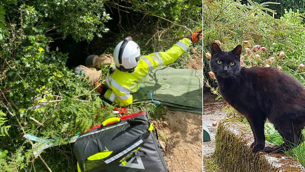 Un gato maúlla pidiendo ayuda para su dueña de 83 años, caída en un barranco, y le salva la vida