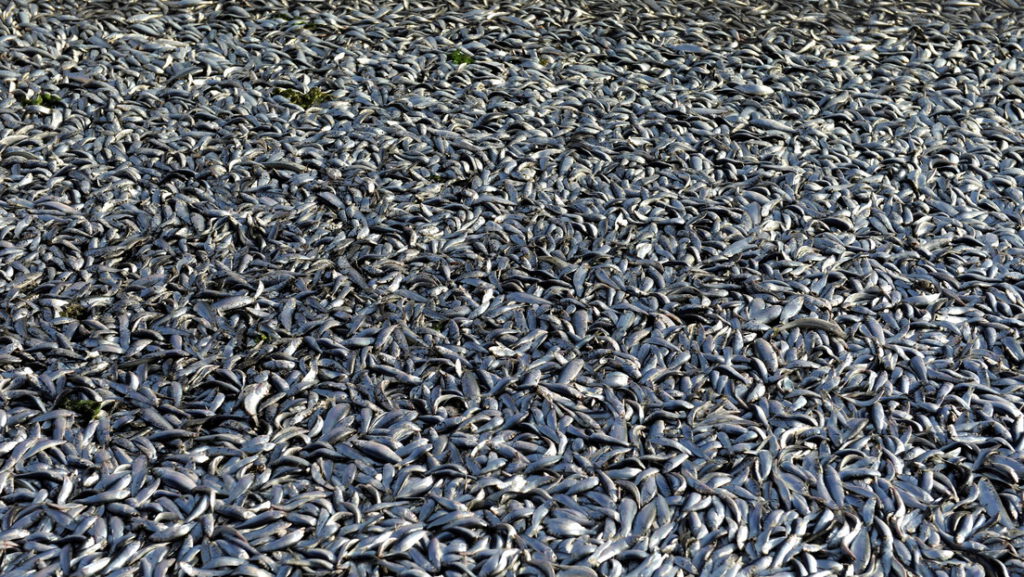 Una masiva y misteriosa muerte de peces pone en alerta el Mar Menor en España