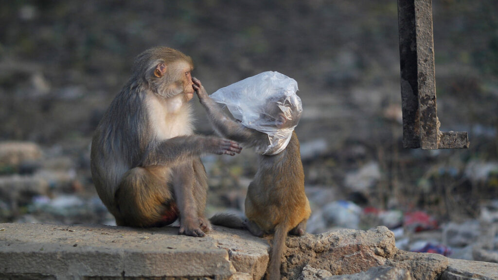 Un mono se pone una mascarilla