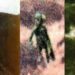 El caso del policía que fotografió un extraterrestre y se lo llevaron en su nave y le mostraron lo que sucederá en la Tierra