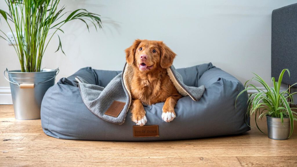 Descubren que los perros pueden determinar si las acciones humanas son intencionadas o no