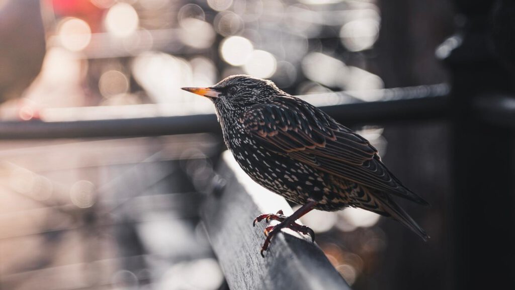 Reportan la muerte masiva de pájaros en Nueva York en medio de la temporada migratoria