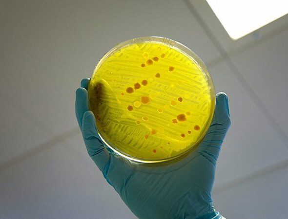 640px-Antimicrobial_resistance-1