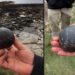 Arqueólogos hallan en Escocia dos misteriosas esferas de piedra dentro de una antigua pirámide