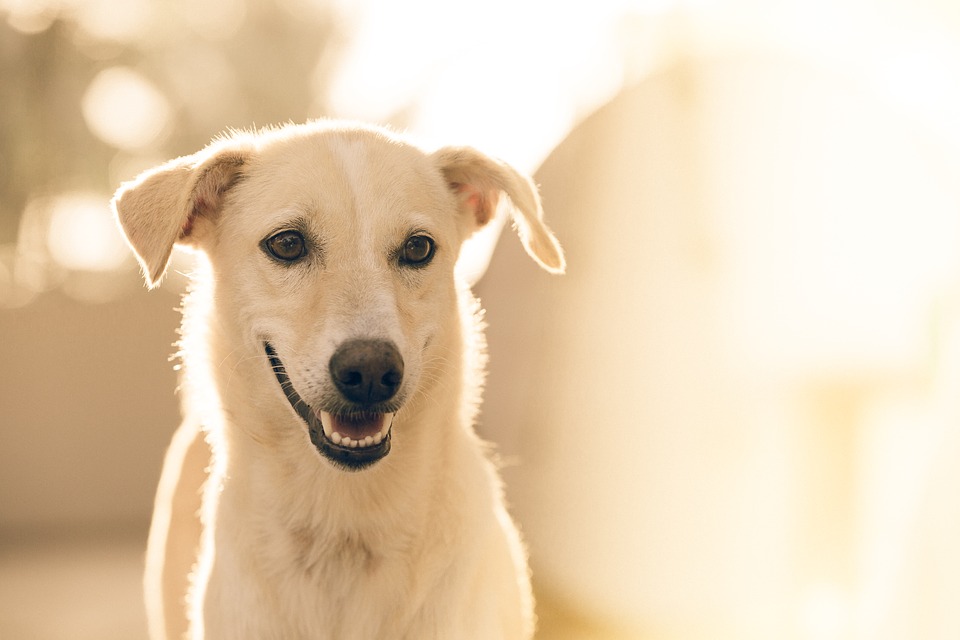 Perro argentino no abandona la tumba de su dueño desde hace tres años