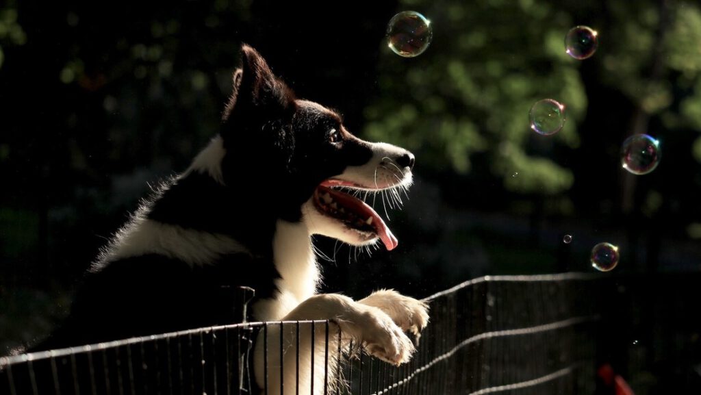 ¿Qué tan inteligente es su perro?: un grupo de canes ‘genios’ sorprende a los científicos con sus excepcionales capacidades de aprendizaje