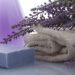 Beneficios para la salud de la lavanda