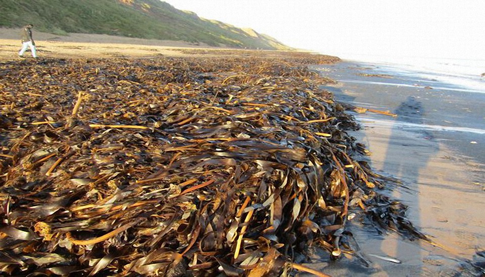 Miles de criaturas marinas aparecen misteriosamente muertas en una playa del Reino Unido los lugareños que han llamado «lo peor» que jamás hayan visto