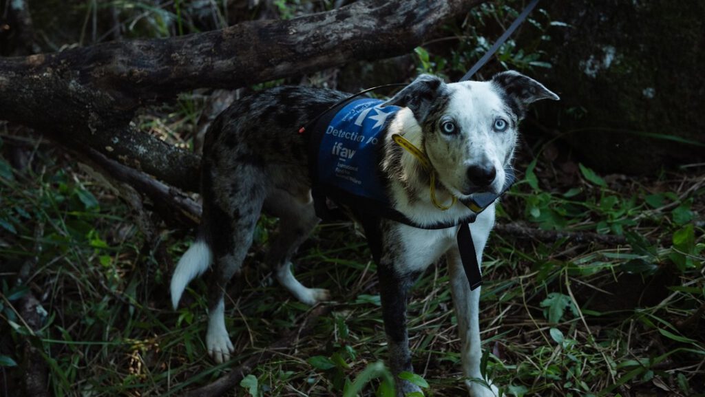 Perro que un día fue abandonado recibe un reconocimiento internacional por salvar a más de 100 koalas durante los incendios de Australia