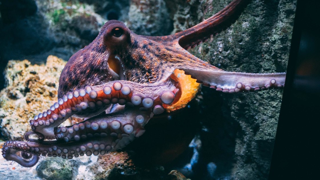 Reino Unido reconocerá oficialmente a las langostas, pulpos y cangrejos como seres que sienten dolor y angustia