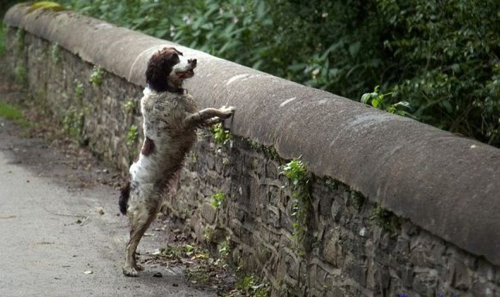 El extraño puente de los perros suicidas