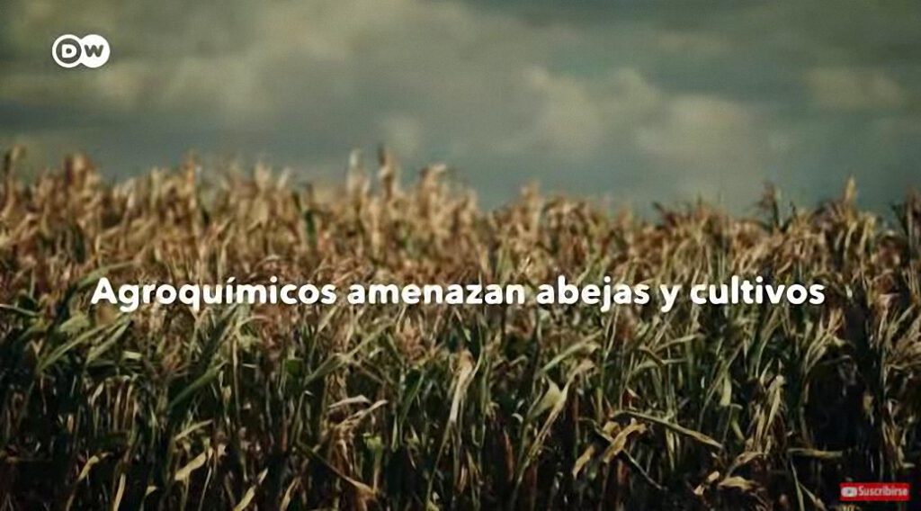 Agroquímicos amenazan abejas y cultivos