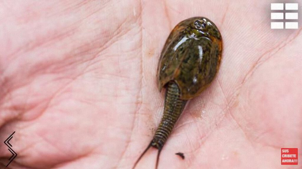 Aparecen Triops prehistóricos en Arizona tras una tormenta