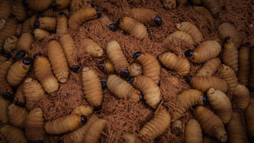 Larva es propuesta para combatir el Hambre Mundial