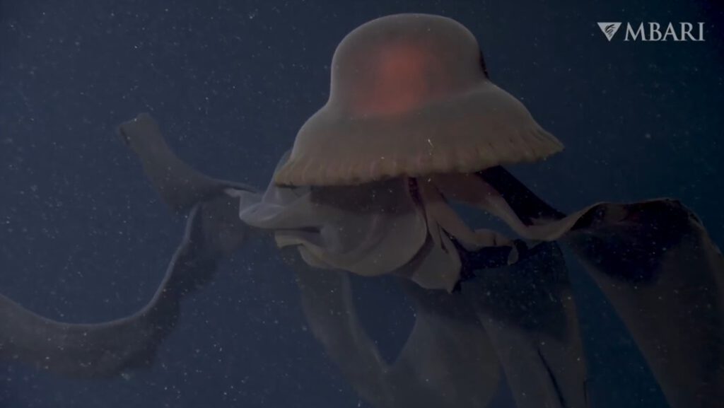 Una medusa fantasma gigante que atrapa a sus presas con «brazos bucales» de 10 metros es vista frente a la costa de California