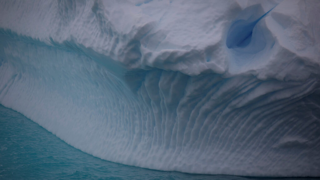 Un inesperado «oasis de vida»: científicos hallan 77 especies de animales bajo la gruesa capa de hielo de la Antártida