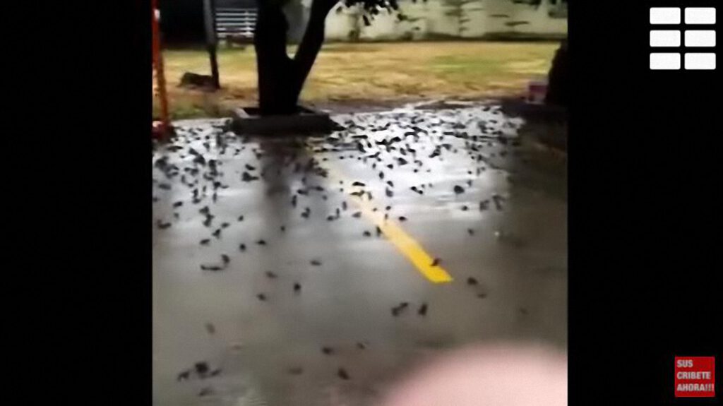 Video viral, aves mueren misteriosamente en Indonesia