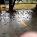 Video viral, aves mueren misteriosamente en Indonesia