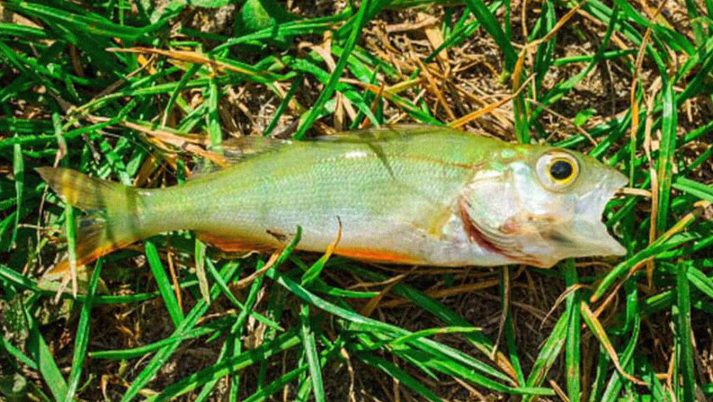 «No, esto no es una broma»: peces caen del cielo en una ciudad de Texas