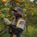 Los precios de los futuros del jugo de naranja suben al pronosticarse la peor cosecha en Florida desde la Segunda Guerra Mundial