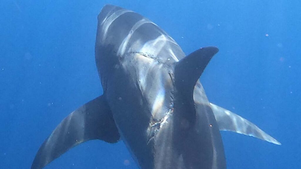 Fotografían a un tiburón blanco con una enorme mordedura similar a la de un megalodón