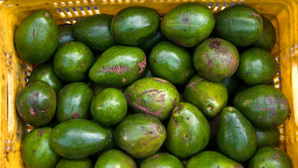 El precio de los aguacates podría subir drásticamente en EE.UU. y esta es la razón