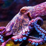 Científicos revelan que el ADN del pulpo no es de este mundo