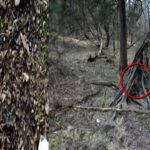 Un hombre encuentra algo misterioso en el bosque que comía vacas y construía figuras con ramas