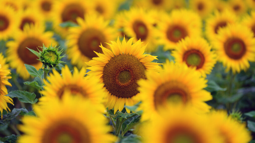 Alertan de que Europa podría quedarse sin aceite de girasol debido a la actual situación en Ucrania