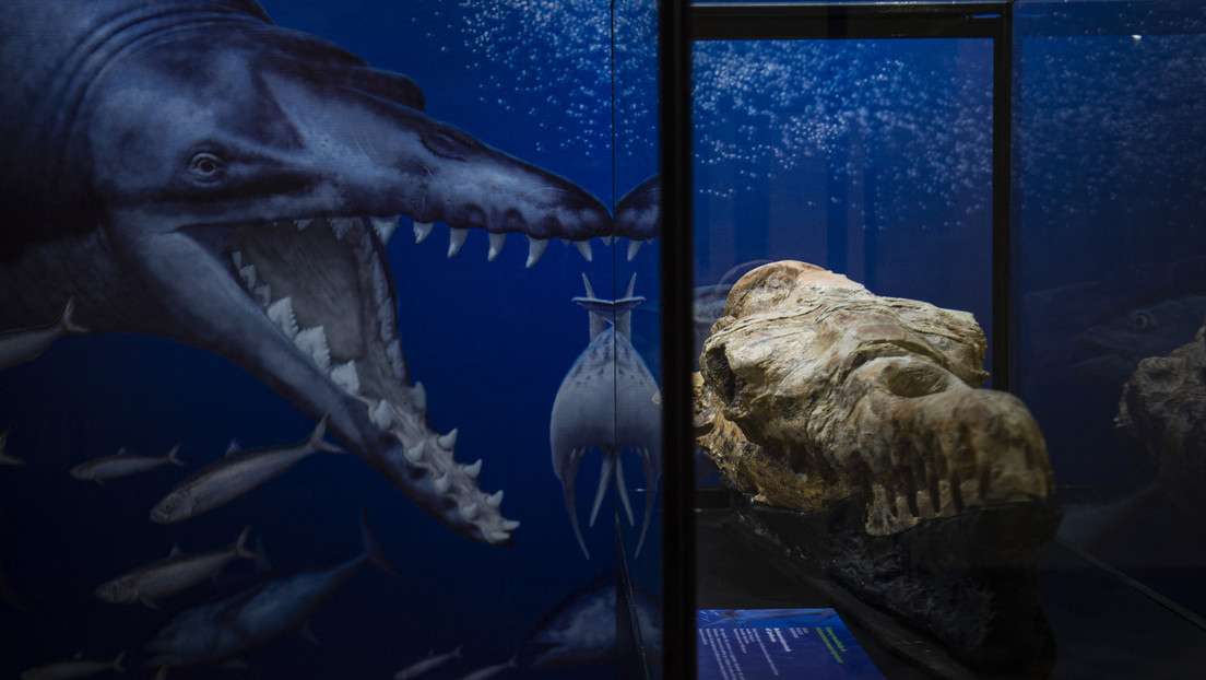 Descubren en Perú el cráneo de un «monstruo marino» de 36 millones de años