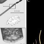 Descubren un ser vivo en el Caribe que desconcierta a la Ciencia