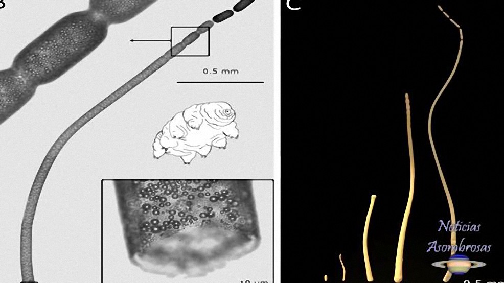 Descubren un ser vivo en el Caribe que desconcierta a la Ciencia