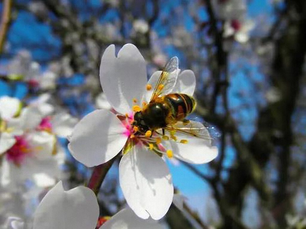 Las graves consecuencias que acarrea la crisis de abejas y abejorros